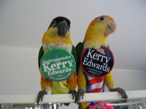 Archived image: KE04 parrots