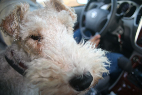 Archived image: bart in car