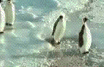 Archived image: penguin
